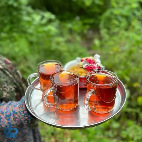 آموزش گام‌به‌گام روش دم کردن چای سنتی و دست چین گیلان