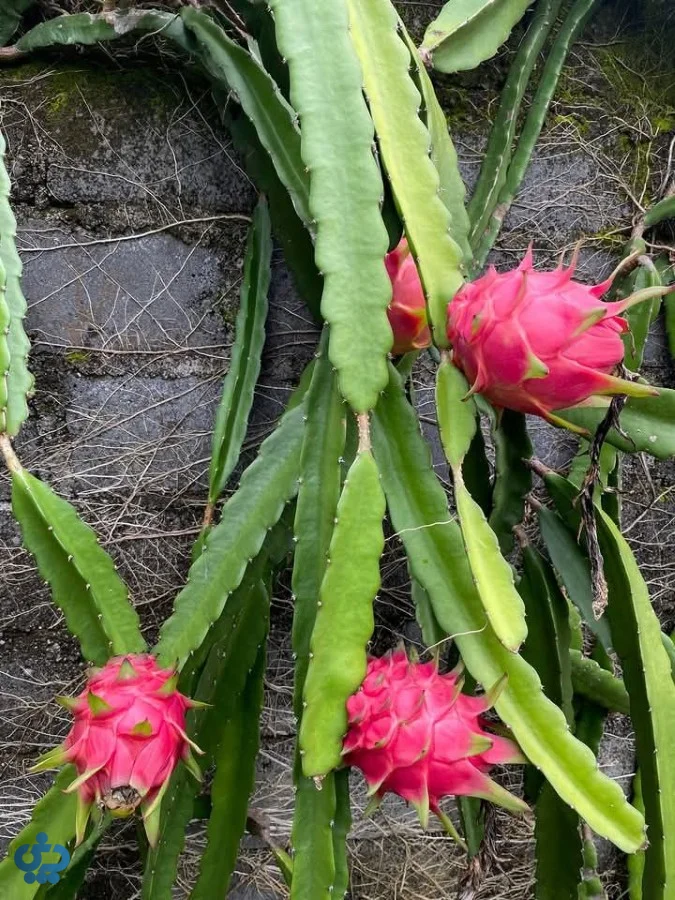 کاکتوس هیلوسرئوس (Hylocereus)