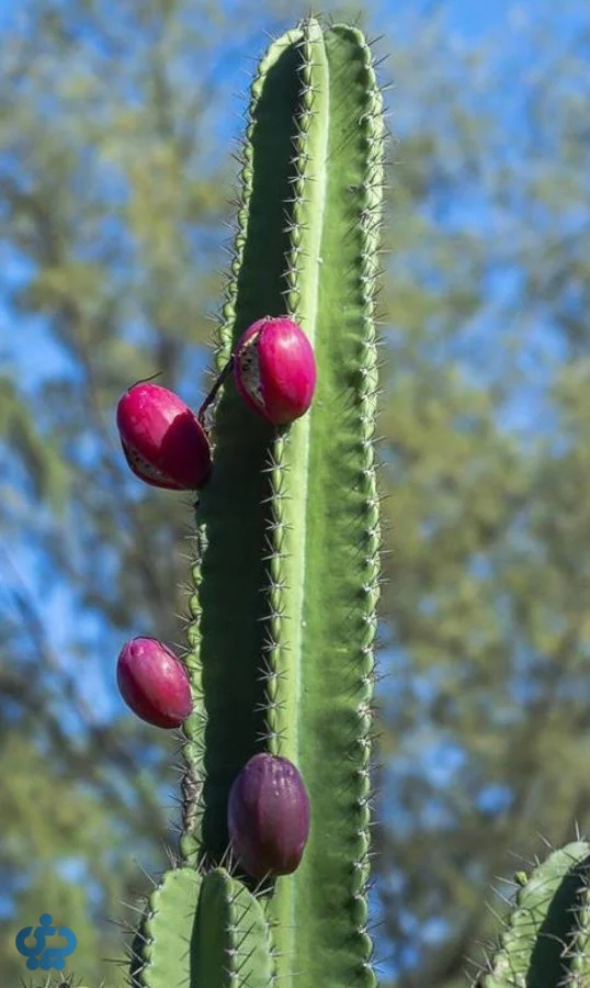 کاکتوس سرئوس پروویانوس (Cereus peruvianus)