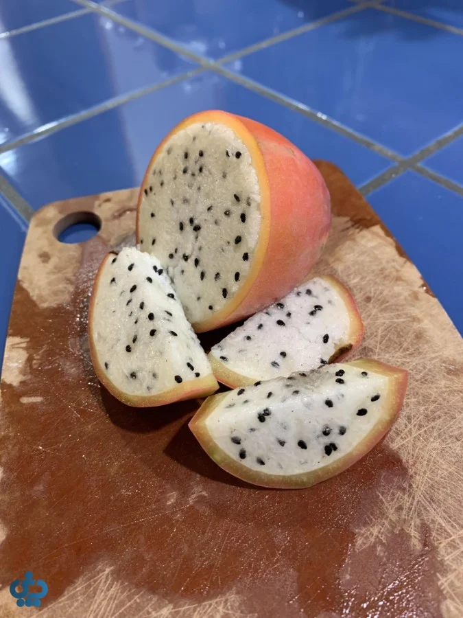 کاکتوس سرئوس پروویانوس (Cereus peruvianus)