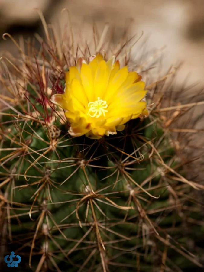 کاکتوس فروکاکتوس (Ferocactus)