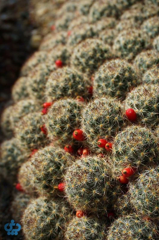 کاکتوس مامیلاریا (Mammillaria)