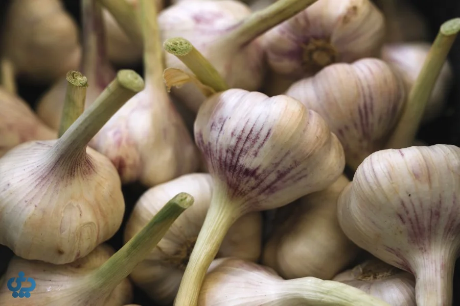 مضرات سیر و عوارض احتمالی