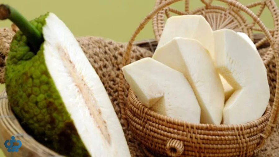 میوه نان سبز با پوست برجسته و گوشت نشاسته‌ای روشن