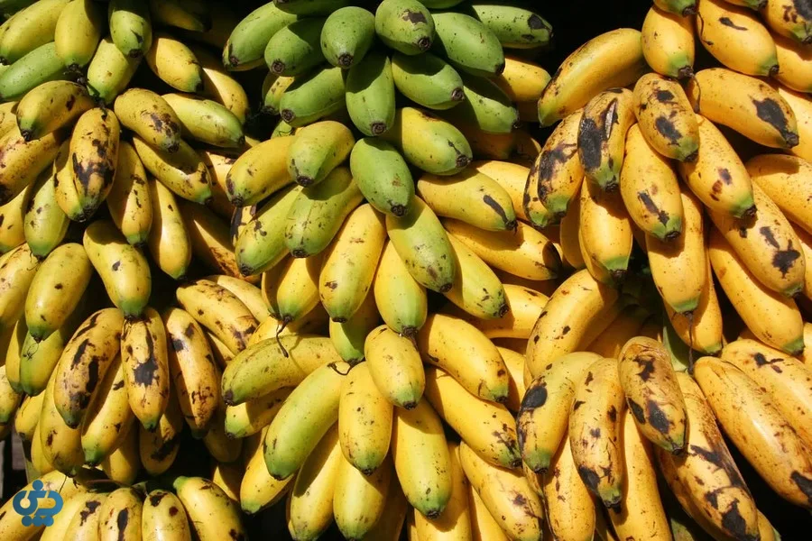 چند دسته بزرگ موز زرد و سبز